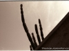 cactus_horizontal_my_prints_2
