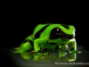 green_tree_frog
